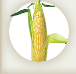corn