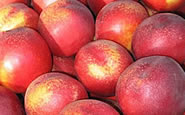 nectarine