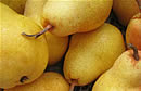 pears